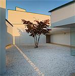 Tree in contemporary Japanese gravel garden