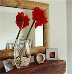 Red Amaryllis flower in glass vase on mantelpiece