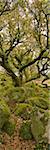 Dartmoor, Wistmans Wood, chênes rabougris, pano vert