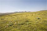 Moss covered lava field, Lakagigar, Iceland