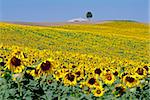 Sunflower field near Cordoba, Andalusia, Spain, Europe