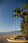 Four Mile Beach with coconut palm trees, Port Douglas, Queensland, Australia, Pacific