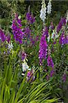 Foxgloves on display at Furzey Gardens, Minstead, New Forest, Hampshire, England, United Kingdom, Europe