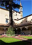 Ancient cedar tree in the Sant'Antonino Cloister, by Michelozzo, Convent of San Marco, Florence, UNESCO World Heritage Site, Tuscany, Italy, Europe
