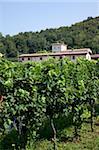 Vineyard near Parma, Emilia Romagna, Italy, Europe