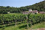 Weinberg in der Nähe von Parma, Emilia-Romagna, Italien, Europa