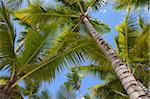 Palm arbres, Punta Cana, République dominicaine, Antilles, Caraïbes, Amérique centrale