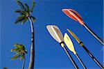 Palms and paddles, Bavaro Beach, Punta Cana, Dominican Republic, West Indies, Caribbean, Central America