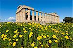 Selinus Greek Temple in spring, Selinunte, Sicily, Italy, Europe