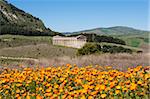 View over the Greek Doric Temple, Segesta, Sicily, Italy, Europe