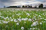 Field of dandelion seedheads near Stow on the Wold, Gloucestershire, Cotswolds, England, United Kingdom, Europe