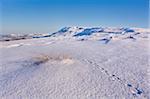 Grouse tracks across deep snow above the Cleveland Way on the North Yorkshire Moors, with Roseberry Topping in the distance, Yorkshire, England, United Kingdom, Europe