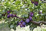 Prunes, Cawston, Similkameen Country, en Colombie-Britannique, Canada