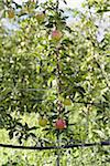 Charmilles Apple Tree, Cawston, Similkameen Country, en Colombie-Britannique, Canada