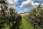 Espaliered Apple Trees, Cawston, Similkameen Country, British Columbia, Canada