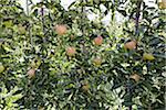 Charmilles Apple arbres, Cawston, Similkameen Country, en Colombie-Britannique, Canada