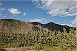 Charmilles Apple arbres, Cawston, Similkameen Country, en Colombie-Britannique, Canada