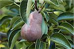 Rouge Anjou Pear, Cawston, Similkameen Country, en Colombie-Britannique, Canada