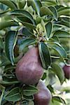 Roten Anjou Birnen, Cawston, Similkameen Land, British Columbia, Kanada