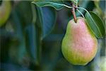 Bartlett Pear, Cawston, Similkameen Country, en Colombie-Britannique, Canada