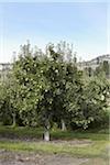 Bartlett Pear Trees, Cawston, Similkameen Country, British Columbia, Canada