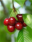 Sweet Cherries, Beamsville, Niagara Region, Ontario, Canada