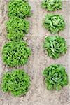 Boston and Leaf Lettuce, Fenwick, Ontario, Canada