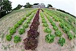 Boston and Romaine Lettuce, Fenwick, Ontario, Canada