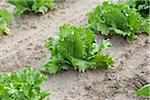 Grüner Blattsalat, Fenwick, Ontario, Kanada