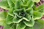 Romaine Lettuce, Fenwick, Ontario, Canada