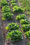 Romaine und Blattsalat, Fenwick, Ontario, Kanada