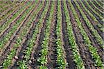 Radish Field, Fenwick, Ontario, Canada