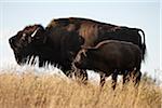Weibliche Bison mit Kalb, Tacarsey Bison Ranch, Pincher Creek, Alberta, Kanada