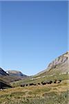 Herd of Cattle surrounded by Mountains, Pincher Creek, Alberta, Canada