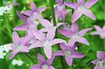 beautiful purple bell flowers