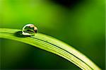 water drop on fresh green grass on blurred background