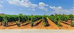 The beautiful vineyards in Mallorca. Spain. Panorama