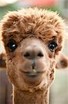 Frontal and close view of a brown alpaca