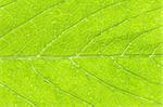 structure of leaf natural background