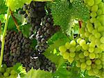 ripening grape clusters on the vines