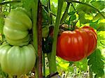 red giant tomato ripening on the branch