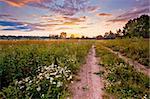 Autumn field with road and daisies at sunset