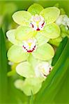 Branch of green orchid flower in glasshouse