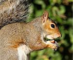 Portrait of a Grey Squirrel eating hazelnuts in Autumn sunshine