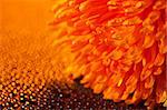 Beautiful drops of water close to the orange flower