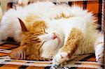 sweet fluffy red cat sleeping in chair