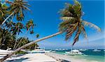 single palm tree on a philippine beach