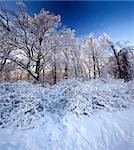 Winter panorama of a park under snow at sunny day