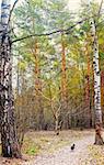 Vertical panorama of a mixed forest with in spring