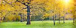 Panorama of a mixed forest with oak in autumn sunny day